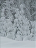 SWZ_Falkenstein Schneeemandl 27.12,2005 119
